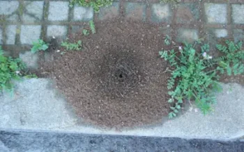 ant mound outside louisiana home