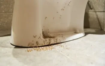 ants in a bathroom in louisiana home