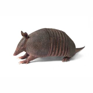 Armadillo on white