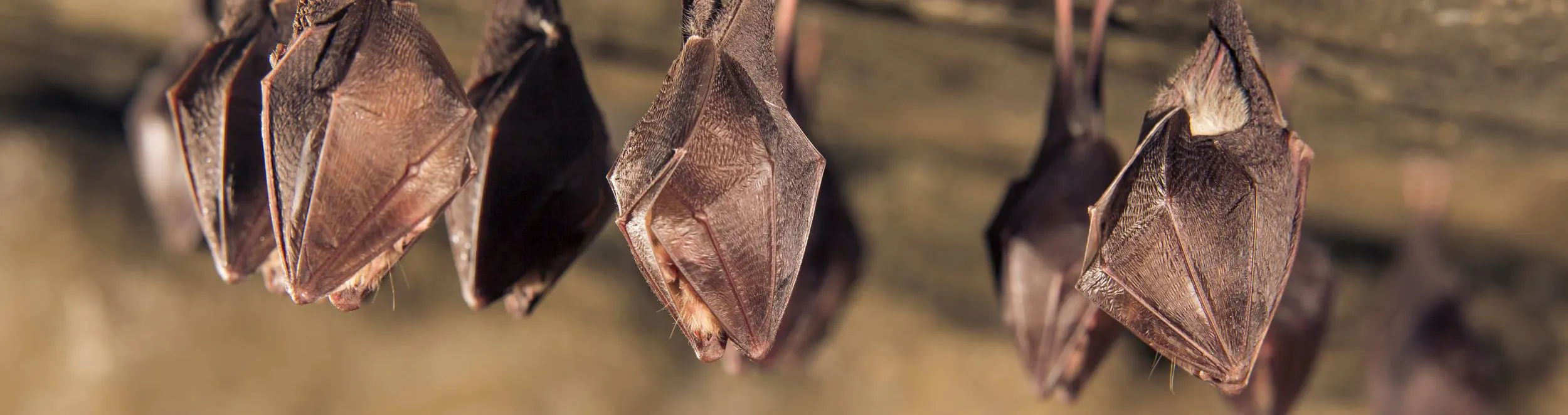Bats hanging upside down sleeping - Ja-Roy Pest Control serving Baton Rouge & Covington