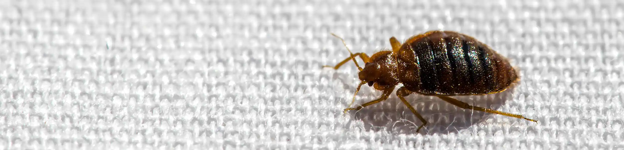 Closeup of a bed bug walking on linen - Ja-Roy Pest Control serving Baton Rouge & Covington