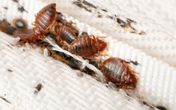 Bed bugs in hotel in Covington, LA | Ja-Roy Pest Control
