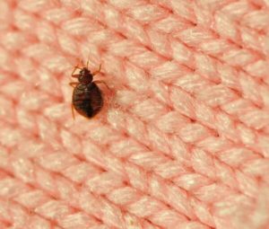 Bed Bug control and extermination