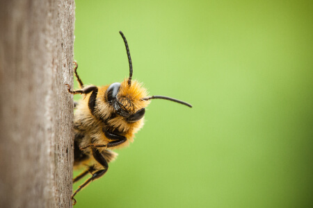 Bee, Wasp & Hornet Identification in your area
