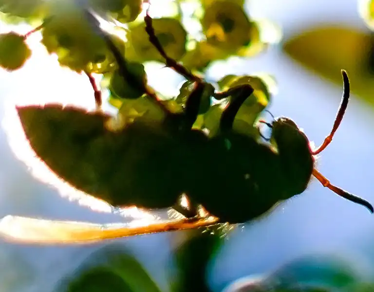 Bee hanging on a flowery branch - Ja-Roy Pest Control serving Baton Rouge & Covington