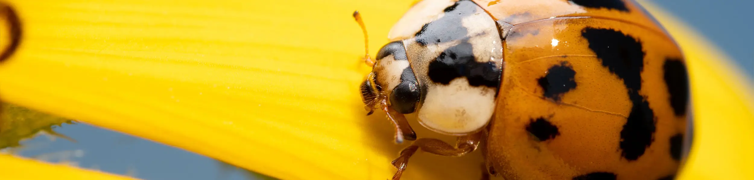 Closeup of a ladybug on a yellow flower - Ja-Roy Pest Control serving Baton Rouge & Covington