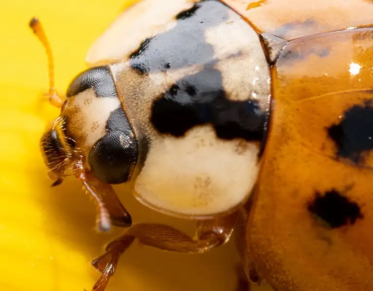Closeup of a ladybug on a yellow flower - Ja-Roy Pest Control serving Baton Rouge & Covington