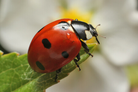 Beetle Identification in your area