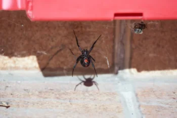 A female black widow spider with a distinctive red hourglass marking hanging in a web underneath a red plastic container.