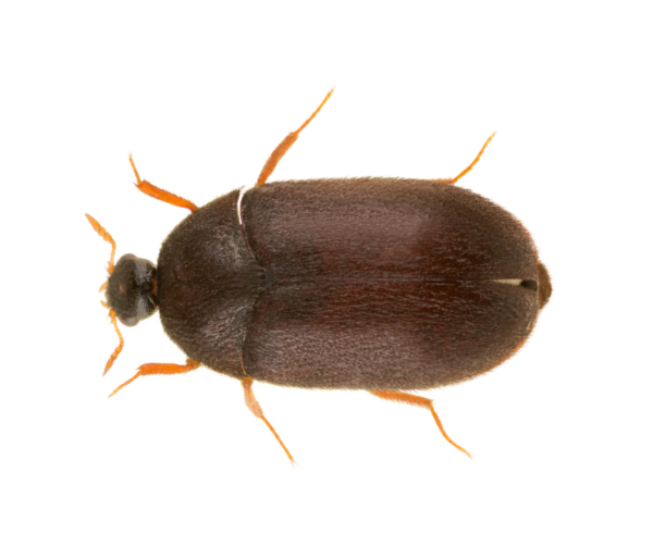 Black carpet beetle identification in ﻿Covington, LA - Ja-Roy Pest Control
