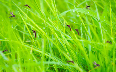 Mosquito breeding grounds in your Knoxville TN yard - Russell's Pest Control