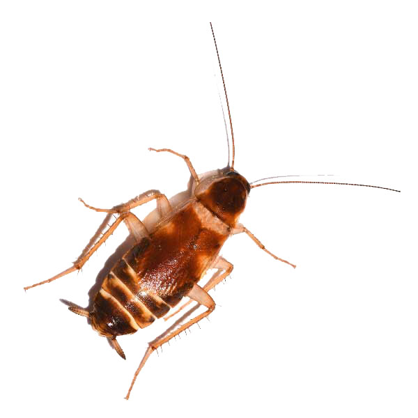 Brown-banded cockroach in Covington LA - Ja-Roy Pest Control