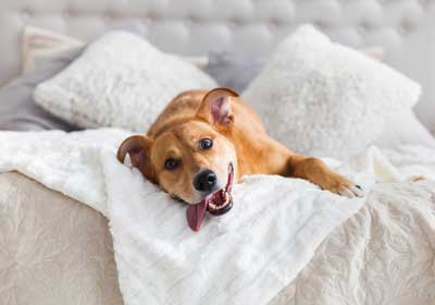 Can pets spread bed-bugs