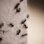 A closeup of black carpenter ants on the wall. Learn how to prepare your home for carpenter ants this spring with help from Ja-Roy Pest Control.