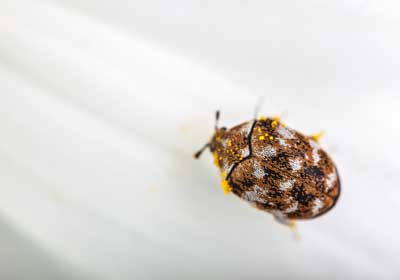 How to tell if you have bed bugs or carpet beetles