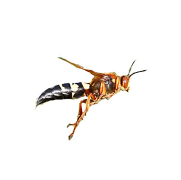 Cicada Killer Wasp on White Background