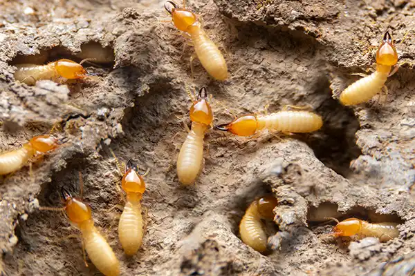 A group of termites in a termite nest close up