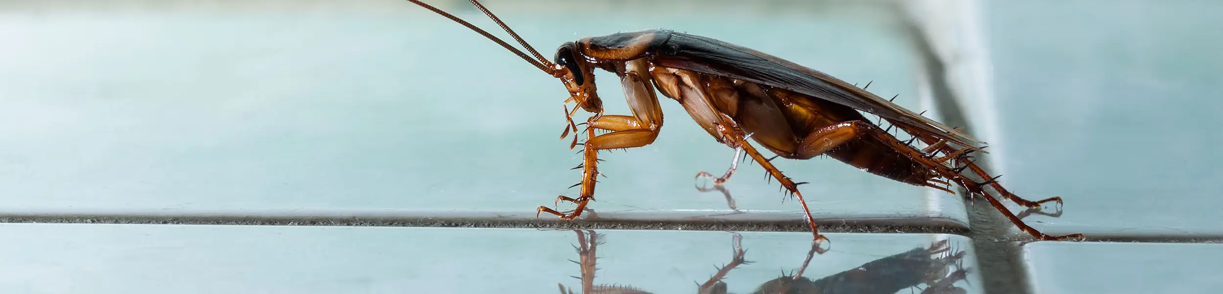 Closeup of a cockroach with blue background - Ja-Roy Pest Control serving Baton Rouge & Covington