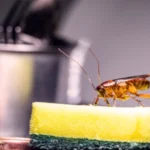 Cockroach inside kitchen of a local Louisiana residents home.