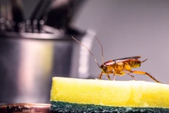 Cockroach inside kitchen of a local Louisiana residents home.