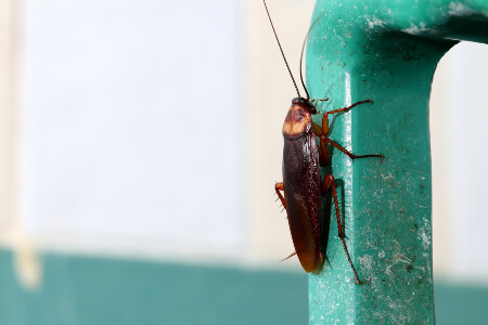 Cockroach Identification in your area