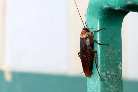 Startling roach infestation found inside Denny's among issues on