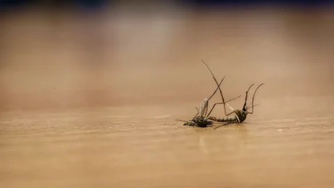 Which Mosquito Solutions Work? in your area