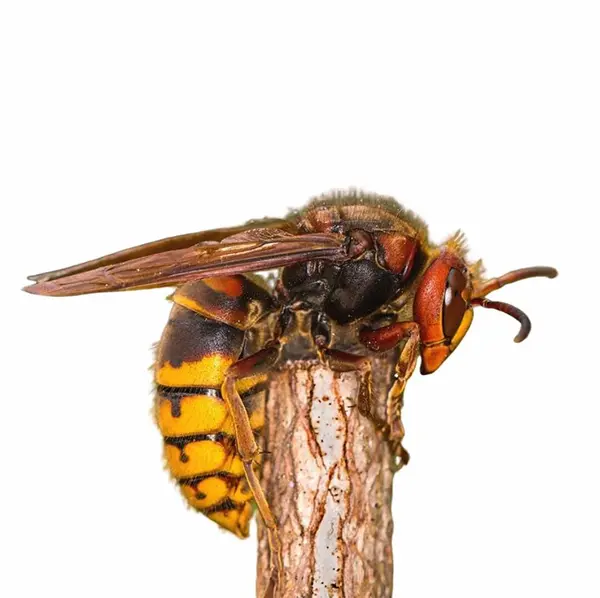 European Hornet on White Background