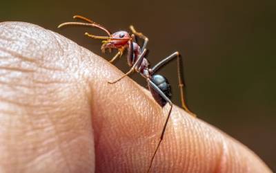 A fire ant found in Covington LA - Ja-Roy Pest Control