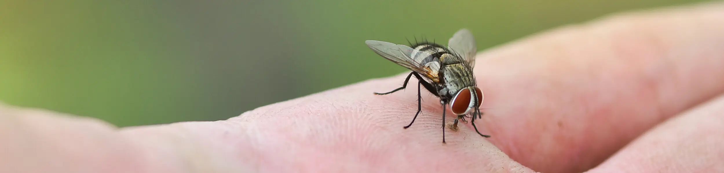 Closeup of a fly on a hand - Ja-Roy Pest Control serving Baton Rouge & Covington