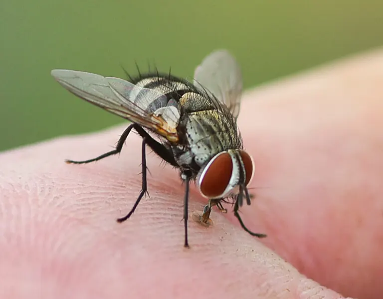 Closeup of a fly on a hand - Ja-Roy Pest Control serving Baton Rouge & Covington