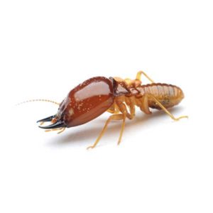 Formosan termite in Covington LA - Ja-Roy Pest Control