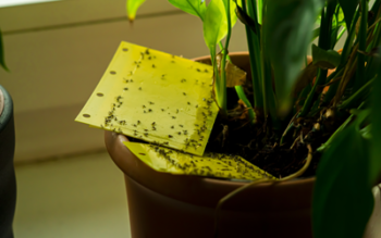 Fungus gnats on plant in Louisiana home - Ja-Roy Pest Control