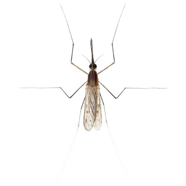 Gnat identification in ﻿Covington, LA - Ja-Roy Pest Control
