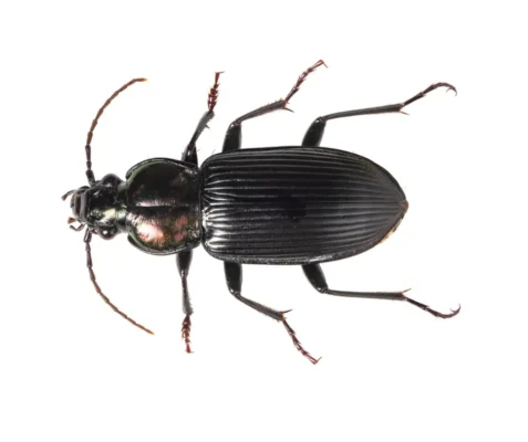 Ground beetle identification in ﻿Covington, LA - Ja-Roy Pest Control