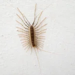 A house centipede crawls along a wall in a Louisiana home. Contact Ja-Roy Pest Control to get rid of centipedes in your home or business.