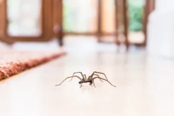 A large brown house spider crawling across a smooth indoor floor near a rug.