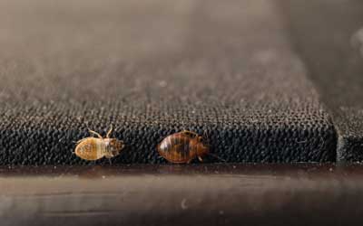 How do bed bugs spread