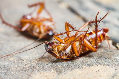Cockroaches in Covington LA home . Get rid of roaches with Ja-Roy Pest Control
