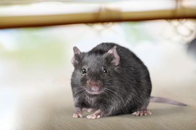 How to Get Rid of Mice and Rats in your area