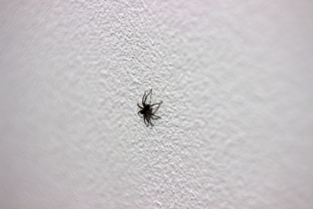Spider crawling on home in Covington LA home. Get rid of spiders with Ja-Roy Pest Control!