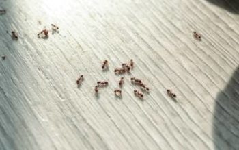 Ants on a kitchen floor