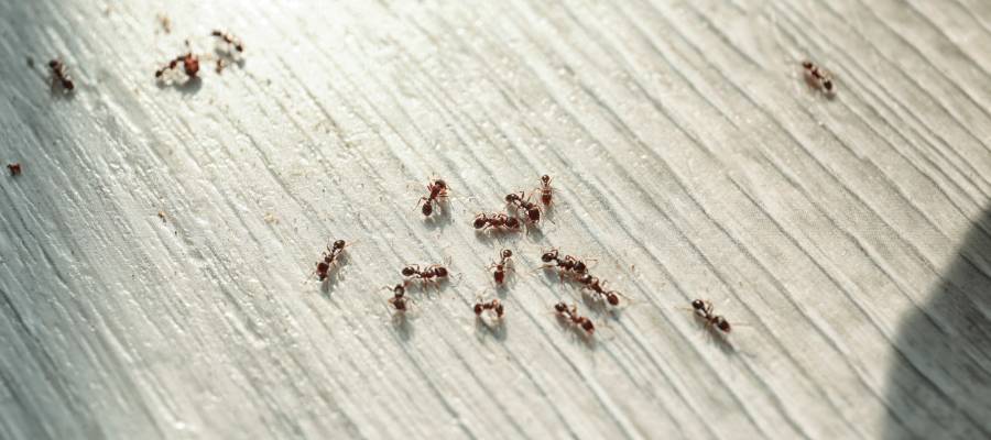 Why Are Ants Coming Back Inside Still Ja Roy Pest Control Pest Control And Extermination