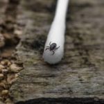 A tick found in Covington LA - Ja-Roy Pest Control