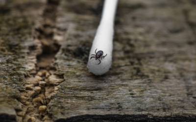 A tick found in Covington LA - Ja-Roy Pest Control