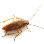 What german cockroaches look like in Southeastern LA - Ja-Roy Pest Control