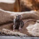 What mice look like around Covington LA - Ja-Roy Pest Control