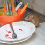A rat in someone's kitchen in Covington LA - Ja-Roy Pest Control