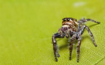 Jumping Spider: Everything You Need to Know + 7 Facts!