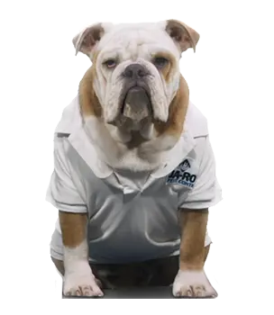 Jake the Bulldog of Ja-Roy Pest Control